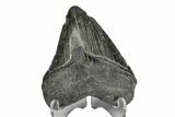 Serrated, Juvenile Megalodon Tooth - South Carolina #172103-1